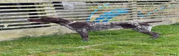 German Shorthaired Pointer dogs for sale: German Shorthaired Pointer Puppies  - Advert 6