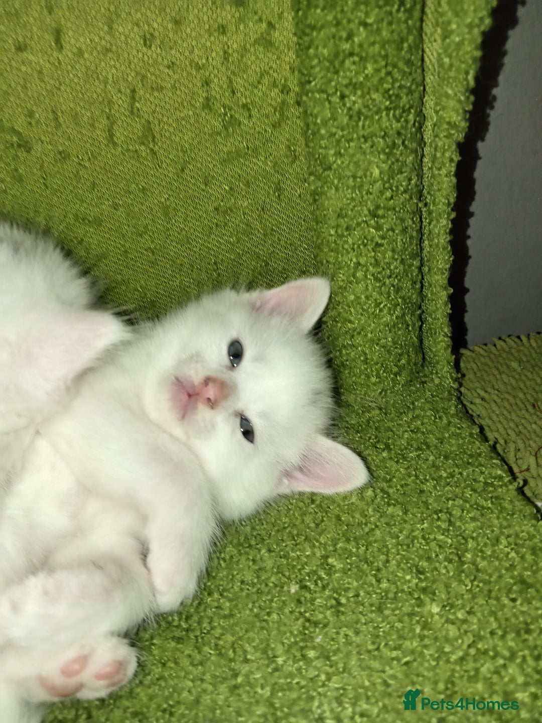 Mixed Breed cats for sale: Short hair white kitten for sale she is beautiful  - Advert 8