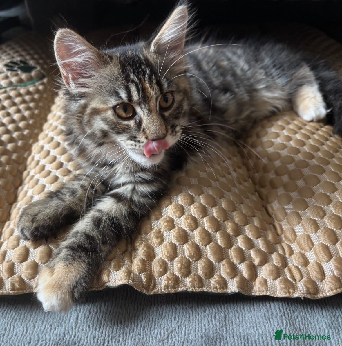 Maine Coon cats ⭐️Sweet Lion Brown Torbie White Tabby Maine Coon - Advert 3