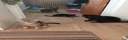British Shorthair cats for sale: Cute cuddle female for a good home  - Advert 5
