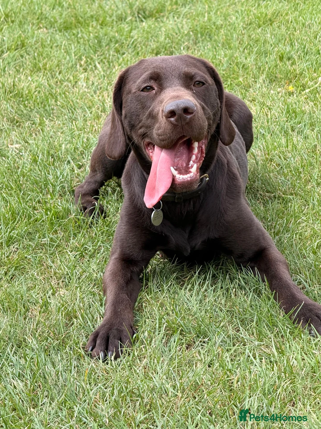 Mixed Breed dogs for sale: A great companion dog - Advert 1