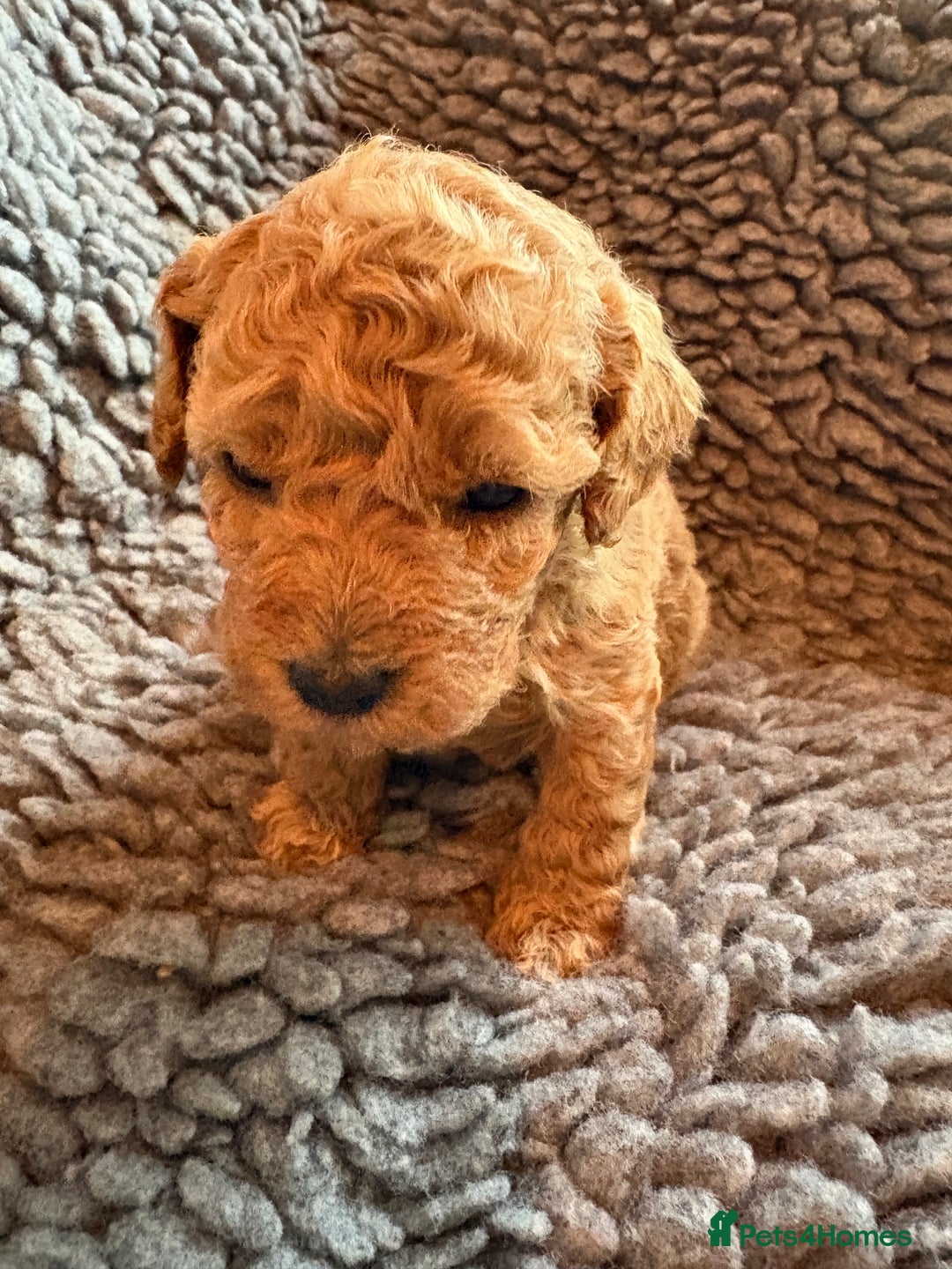 Cavapoo dogs for sale: Beautiful cavapoo puppies from a family home - Advert 25