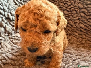 Cavapoo dogs Beautiful cavapoo puppies from a family home - Advert 13