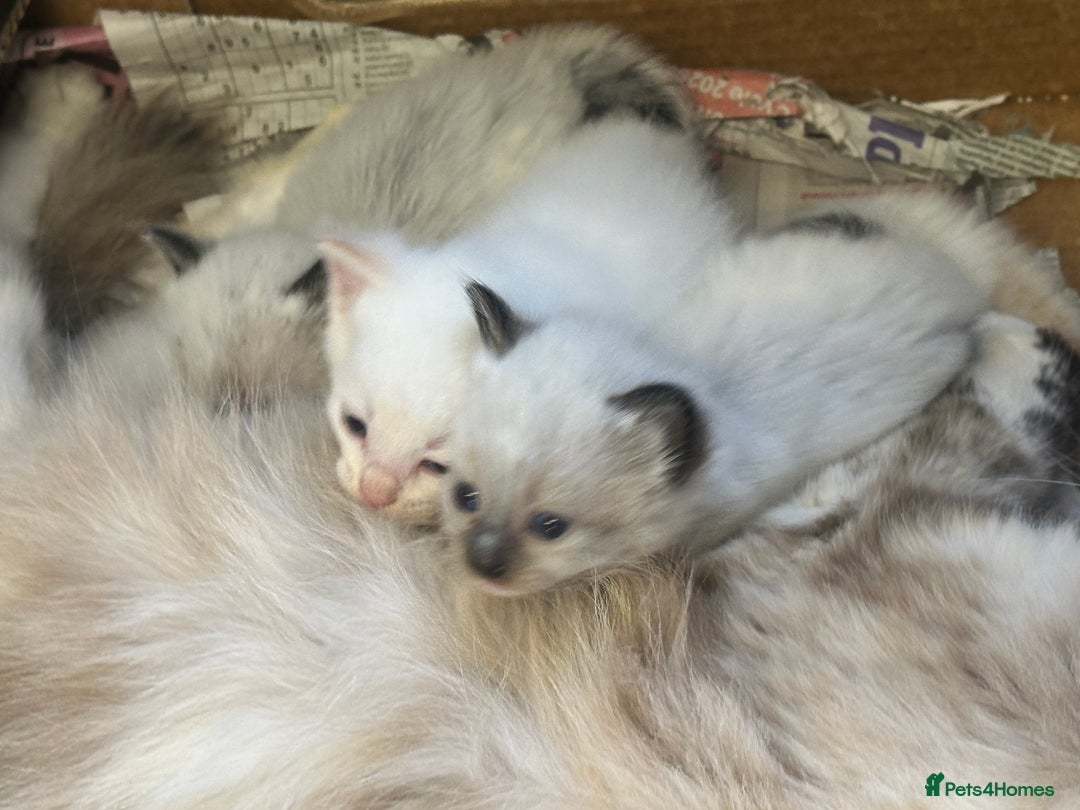Mixed Breed cats for sale: Stunning part ragdoll kittens  - Image 5