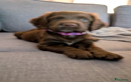 Cocker Spaniel dogs for sale: Cocker spaniel female - Image 1