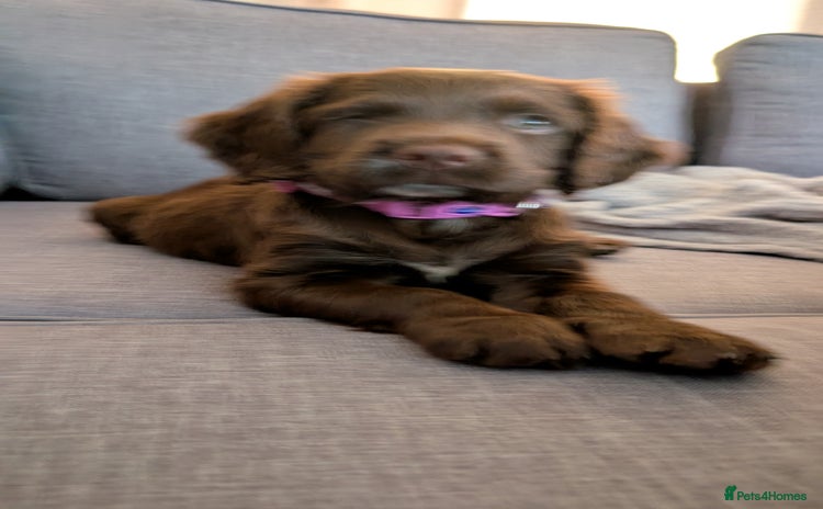 Cocker Spaniel dogs - Advert 3