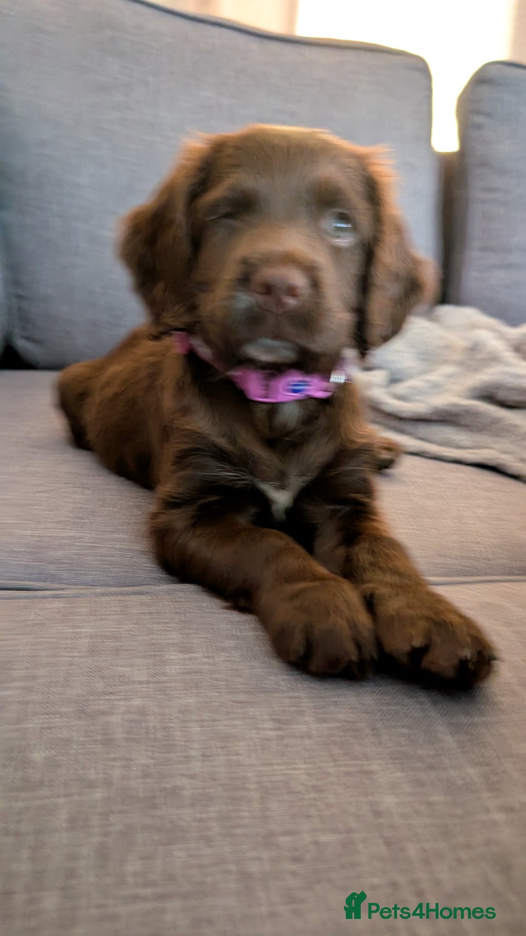 Cocker Spaniel dogs for sale: Cocker spaniel female - Image 1