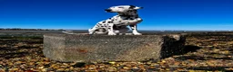 Dalmatian dogs for sale: Female deaf Dalmatian  in Southsea - Advert 22