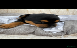 Jack Russell dogs for sale: Beautiful traditional Jack Russell puppies - Image 7