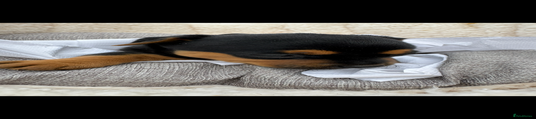 Jack Russell Puppy 1