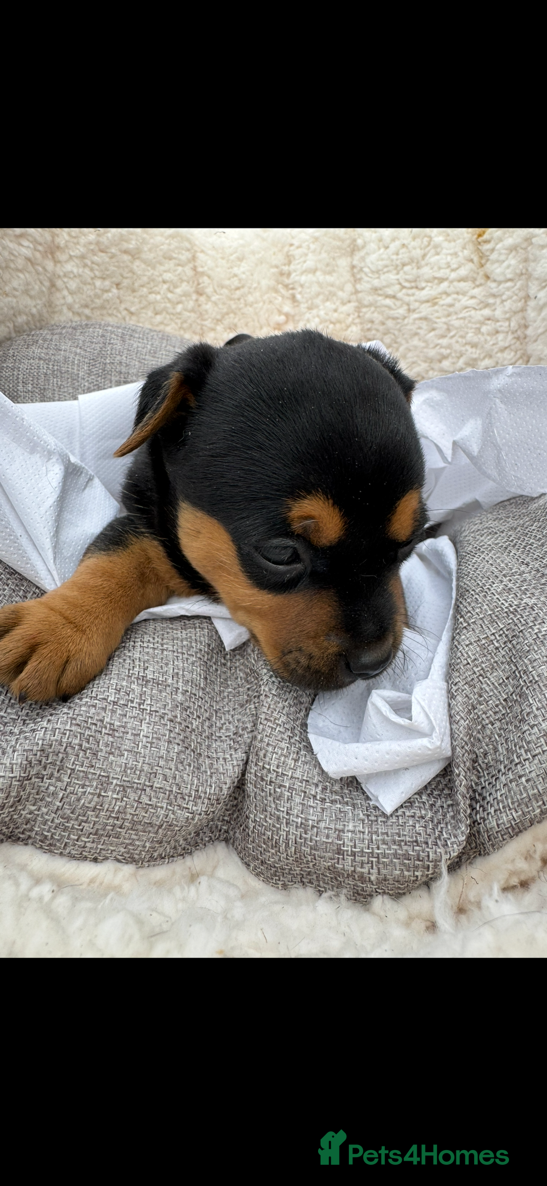 Jack Russell dogs for sale: Beautiful traditional Jack Russell puppies - Image 7