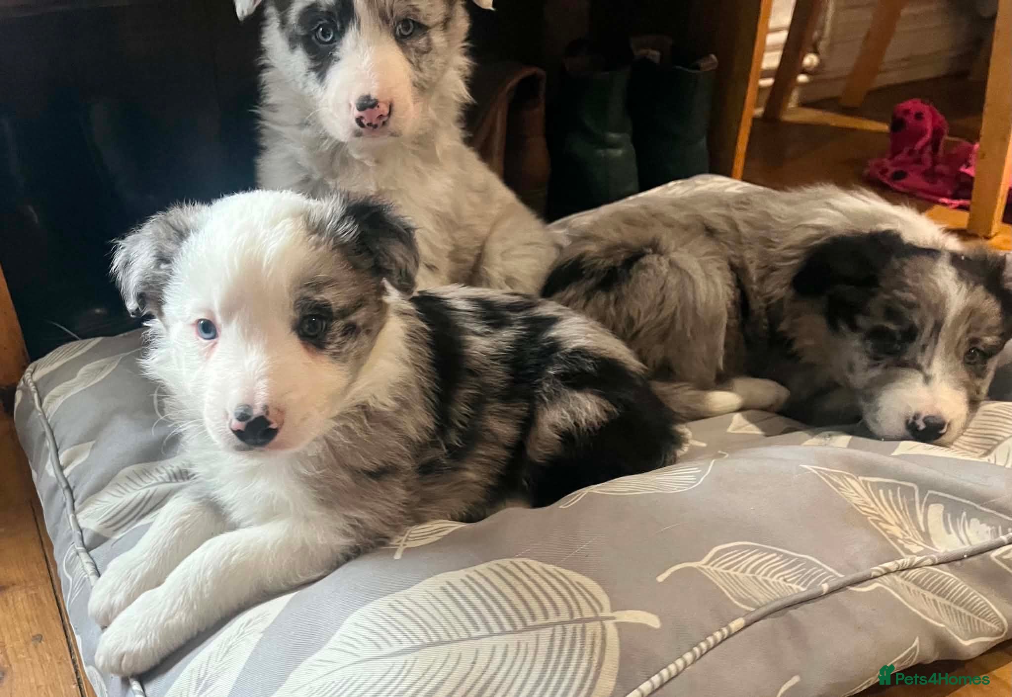 Border Collie dogs Stunning Blue Merle Border Collie Puppies  - Advert 7