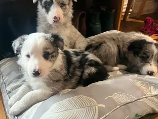 Border Collie dogs Stunning Blue Merle Border Collie Puppies - Advert 7