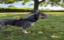 French Bulldog dogs for stud: French Bulldog for Stud! KC Registered! in Chester - Image 4