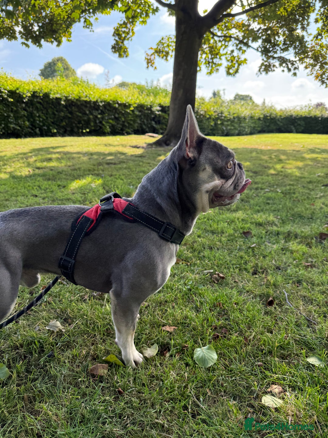 French Bulldog dogs for stud: French Bulldog for Stud! KC Registered! in Chester - Image 4