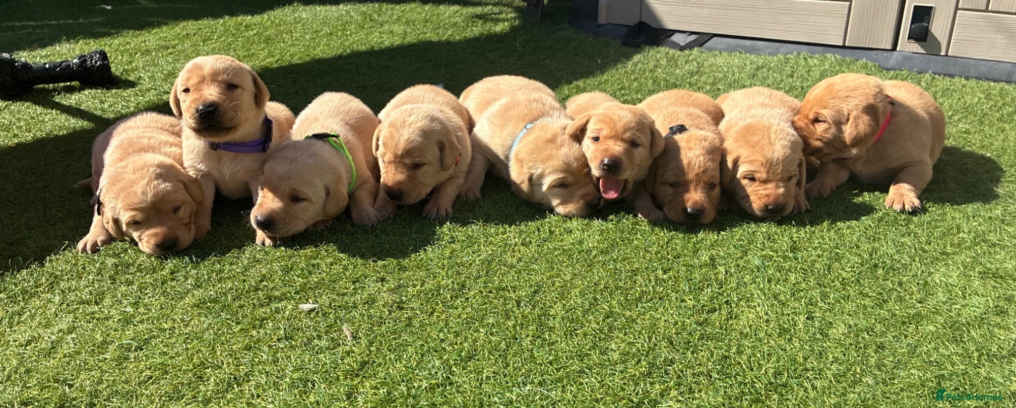 Labrador Retriever dogs 🐾Exceptional KC Registered Labrador Puppies🐾 - Advert 6