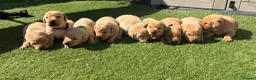 Labrador Retriever dogs for sale: 🐾Exceptional KC Registered Labrador Puppies🐾 - Advert 1