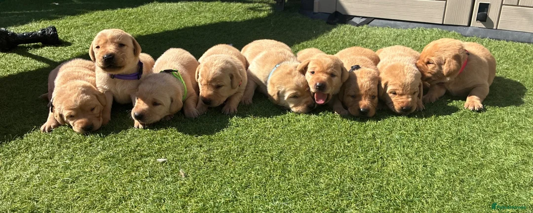 Labrador Retriever dogs for sale: 🐾Exceptional KC Registered Labrador Puppies🐾 - Advert 1
