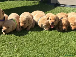 Labrador Retriever dogs 🐾Exceptional KC Registered Labrador Puppies🐾 - Advert 6
