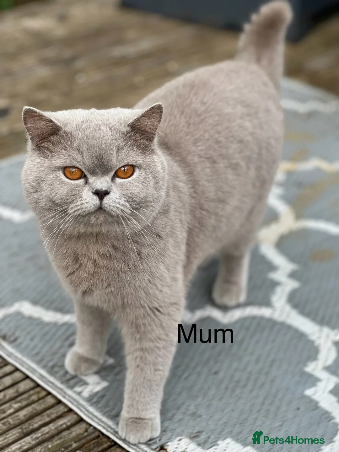 British Shorthair cats for sale: Beautiful Lilac British Shorthaired Kittens - Advert 1