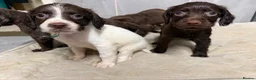 English Springer Spaniel dogs for sale: Springer spaniel puppies  - Advert 4