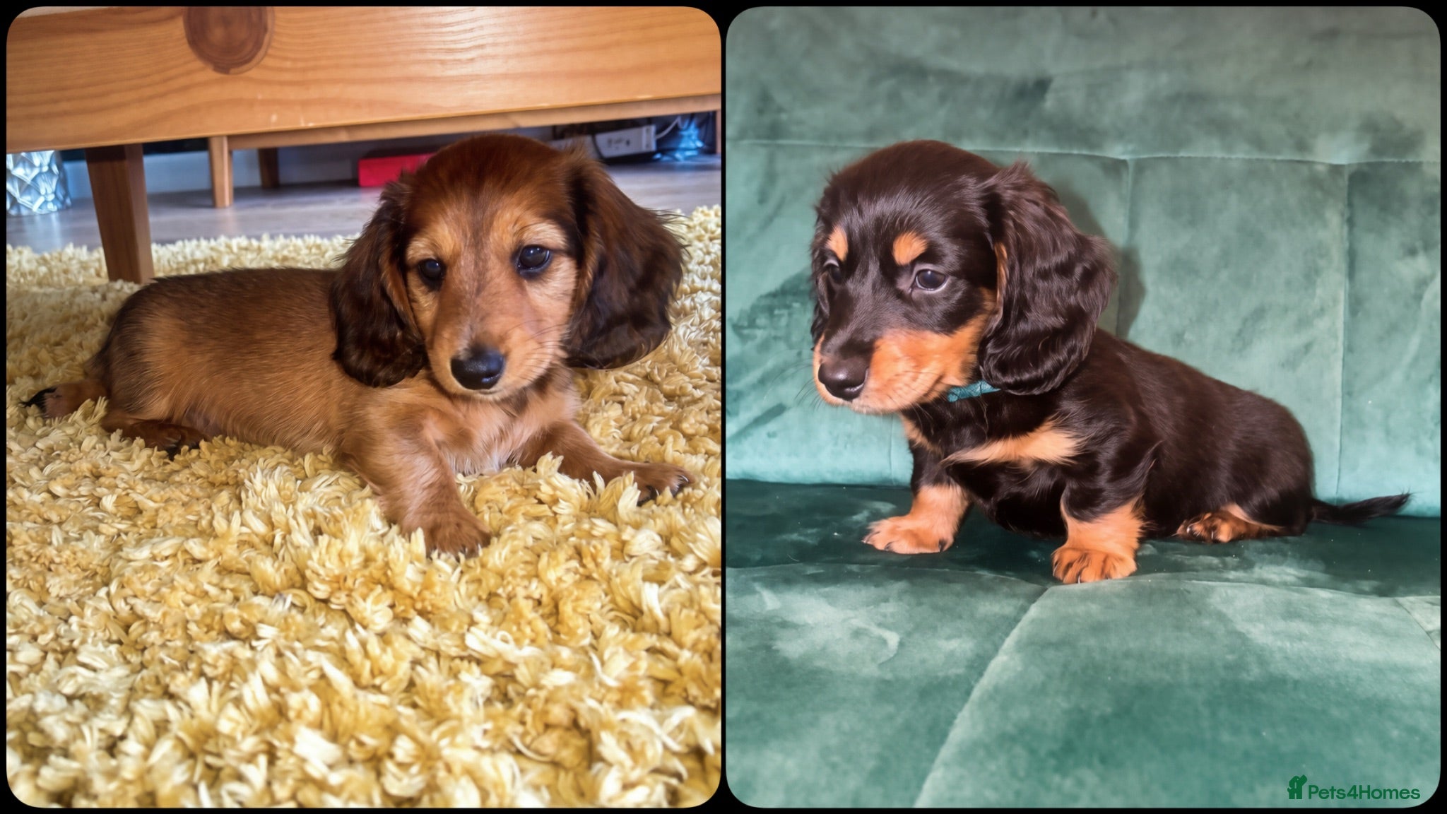 Miniature Dachshund dogs Two Stunning Long-Haired Miniature Dachshund Boys - Advert 1