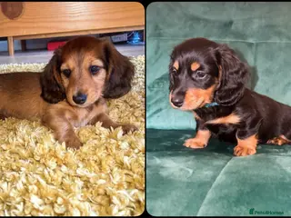 Miniature Dachshund dogs Two Stunning Long-Haired Miniature Dachshund Boys - Advert 1