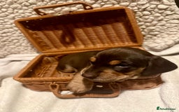 Mixed Breed dogs for sale: Adorable Daschund x spaniel pups  - Advert 35