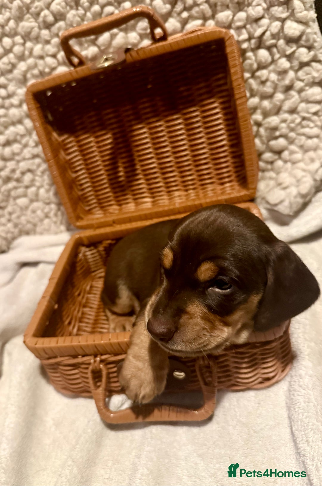 Mixed Breed dogs for sale: Adorable Daschund x spaniel pups  - Advert 35