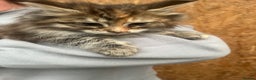 Maine Coon cats for sale: Maine coon kittens Ready For Their New Homes  - Advert 5