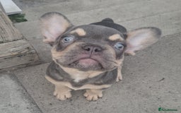 French Bulldog dogs for sale: Gorgeous Lilac & Tan carry testable & fluffy male - Image 3