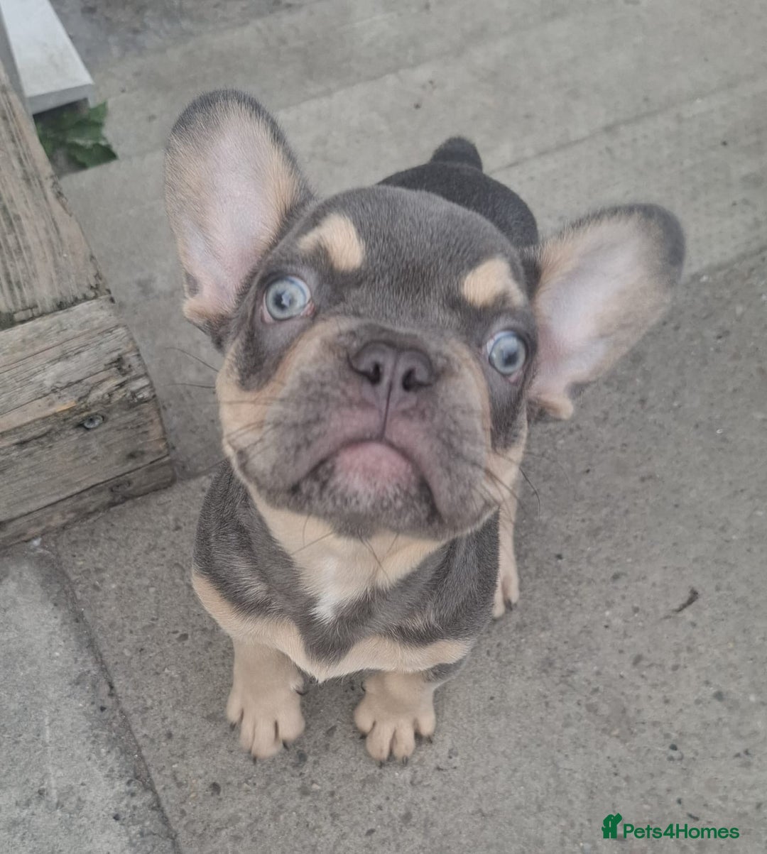 French Bulldog dogs for sale: Gorgeous Lilac & Tan carry testable & fluffy male - Image 3