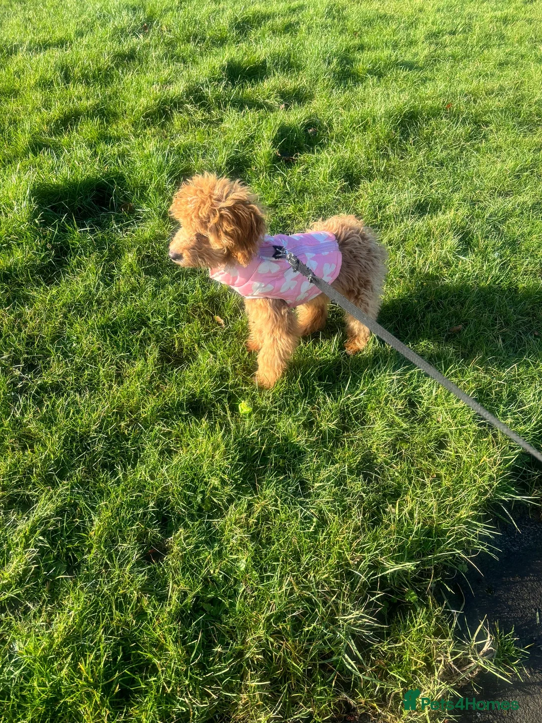 Cockapoo dogs for sale: mini cockapoo girl  - Advert 4