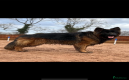 German Shepherd dogs for sale: ⭐️ big bone GSD puppies⭐️ - Image 5