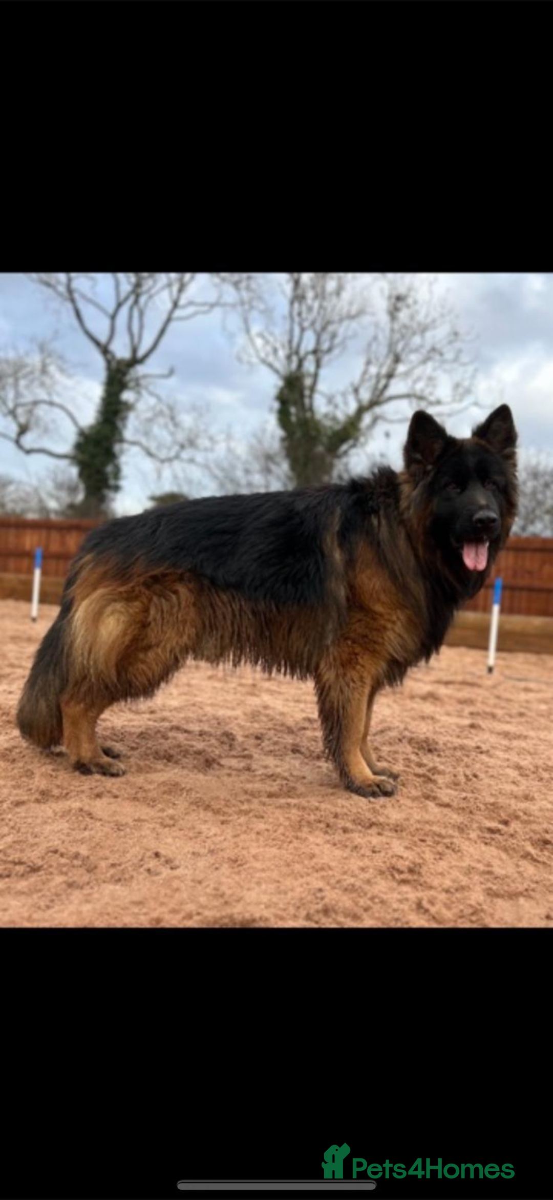 German Shepherd dogs for sale: ⭐️ big bone GSD puppies⭐️ - Image 5