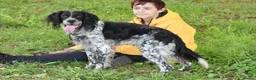 English Setter dogs for adoption: Moro  in Frinton-on-Sea - Advert 1