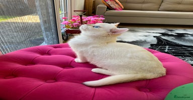 British Shorthair cats - Advert 4