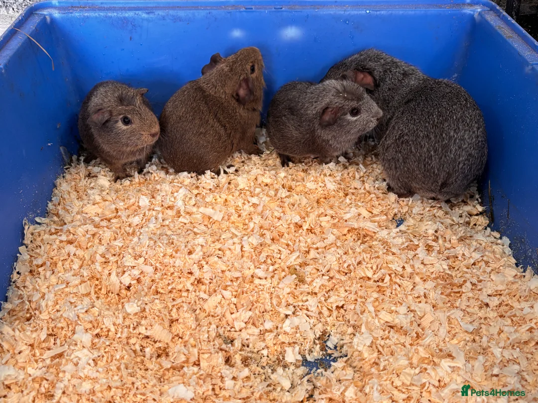 Guinea Pig rodents for sale: For sale in Radstock - Advert 3