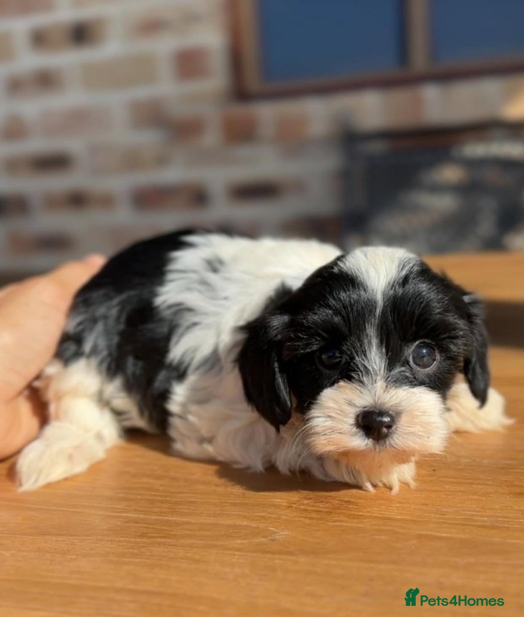 Cavapoo dogs for sale: Beautiful purebred Cavapoo Puppies - Image 10