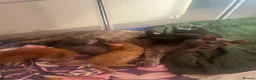 Mixed Breed cats for sale: 4 playful kittens ready for their new home - Advert 17