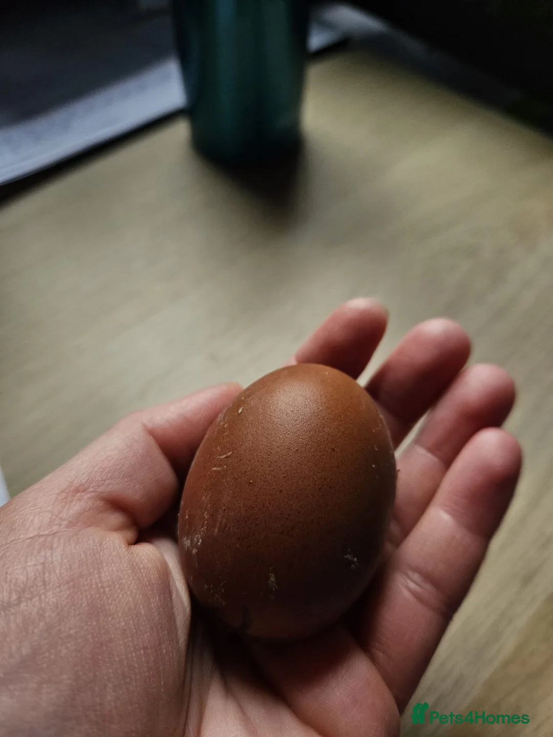 Chickens poultry for sale: Black Cooper Marsbar F1 carrying Ameraucana - Advert 2