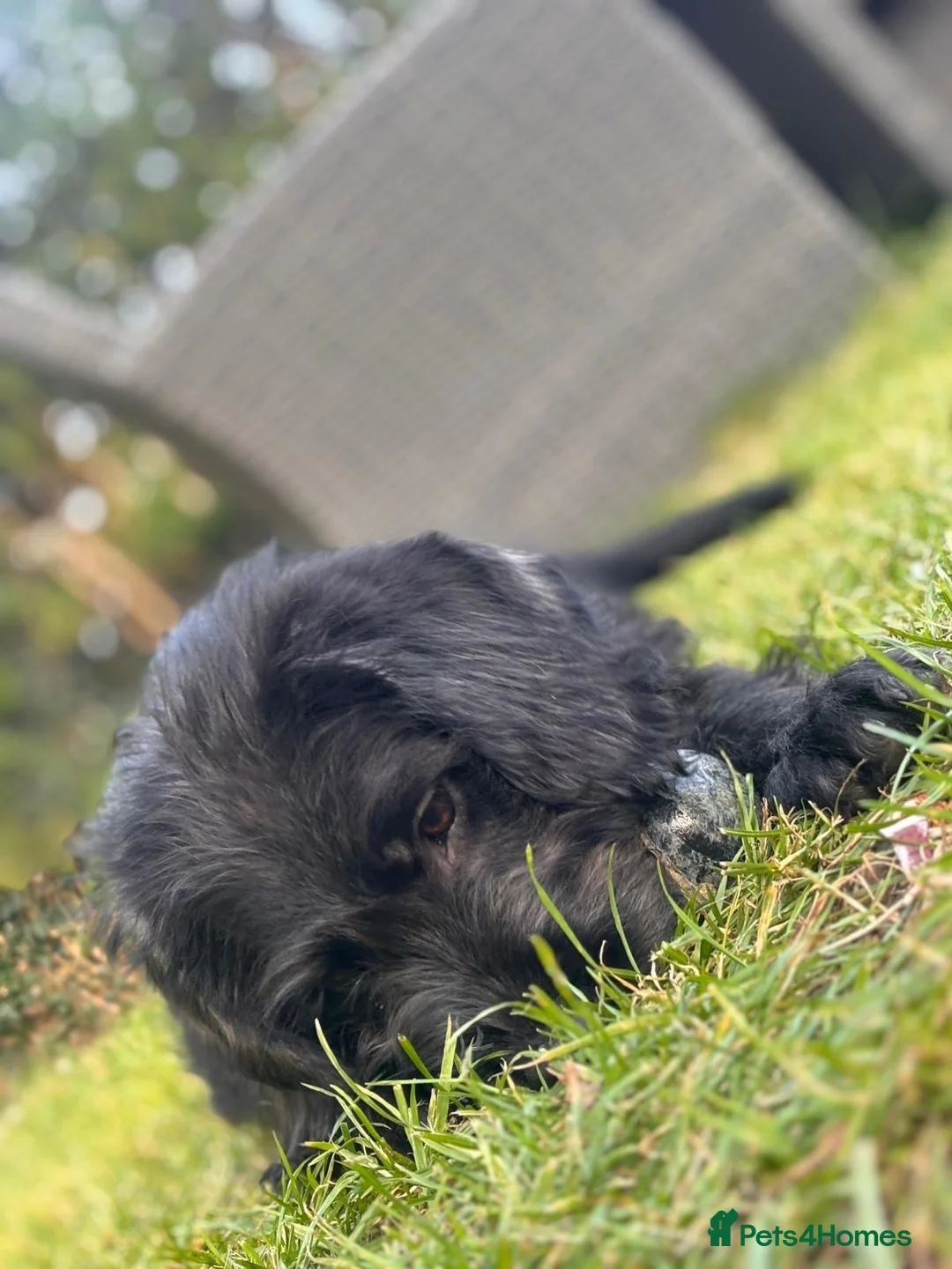 Mixed Breed dogs for sale: Labradoodle  in Verwood - Advert 2