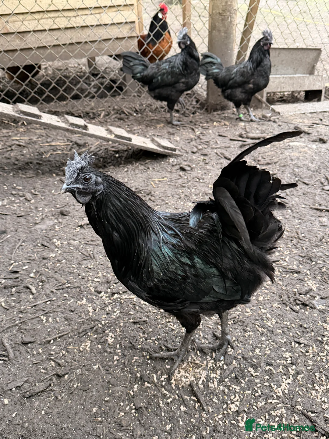 Chickens poultry for sale: Ayam cemani roosters  - Advert 1