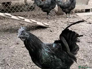 Chickens poultry Ayam cemani roosters - Advert 1