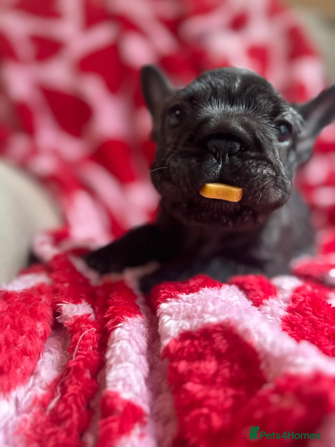 French Bulldog dogs for sale: Reduced price!!! Beautiful French bulldog pups  - Advert 6