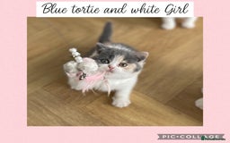 British Shorthair cats for sale: Beautiful GCCF British shorthair kittens - Image 13