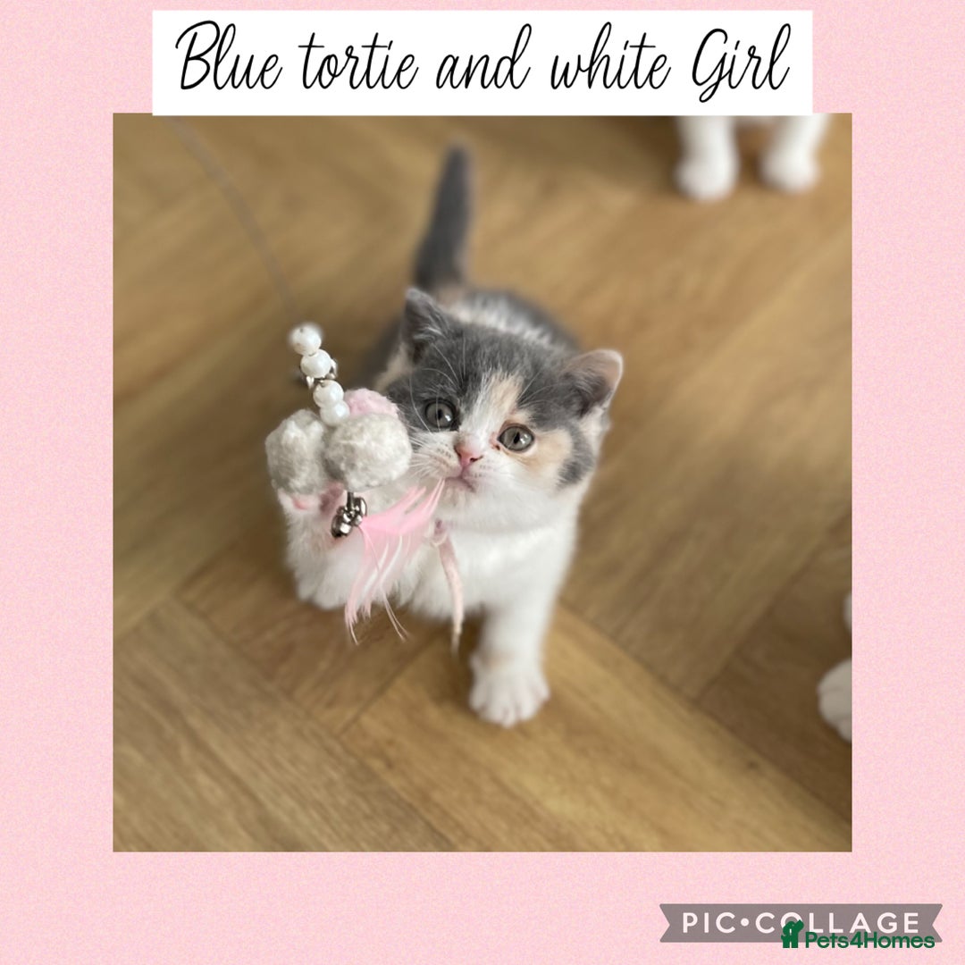 British Shorthair cats for sale: Beautiful GCCF British shorthair kittens - Image 13