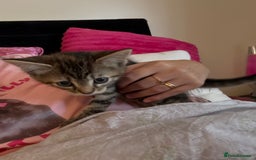 British Shorthair cats for sale: kittens  - Image 18