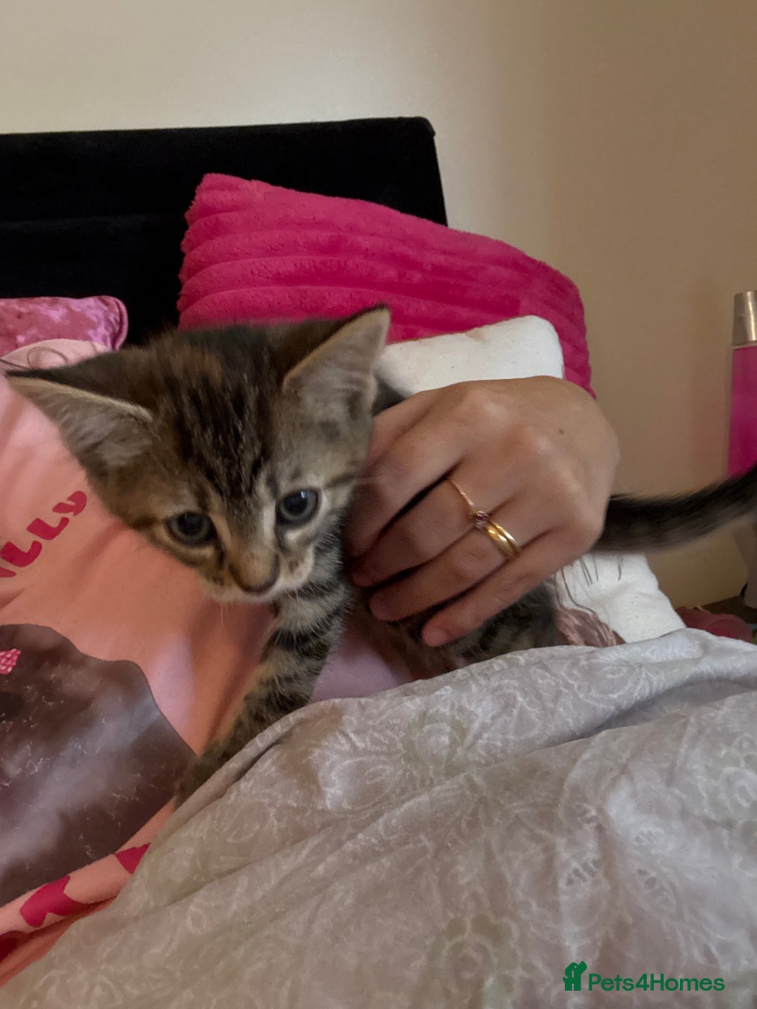 British Shorthair cats for sale: kittens  - Image 18