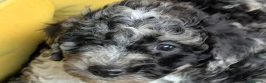 Poodle 1